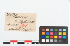 Etikett zu Bronzenadelspitzenschoner (NHMW-PRAE-026054)